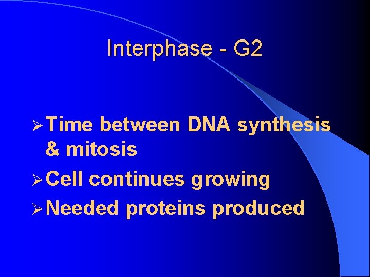 Interphase - G 2 Ø Time between DNA synthesis & mitosis Ø Cell continues