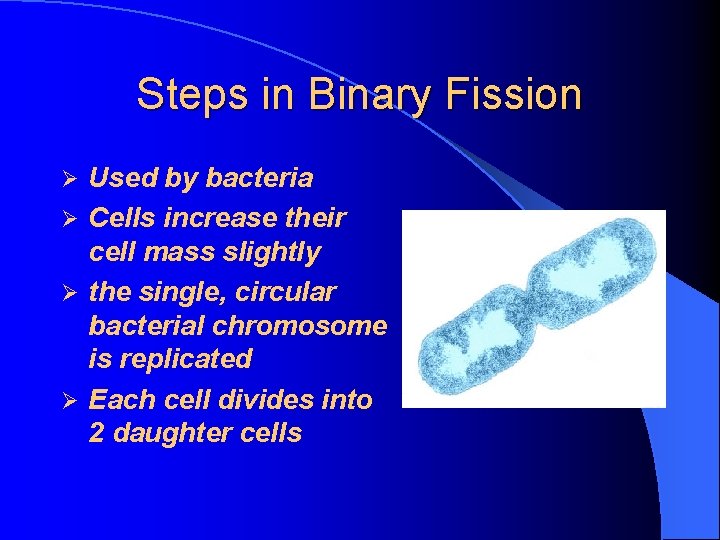 Steps in Binary Fission Used by bacteria Ø Cells increase their cell mass slightly