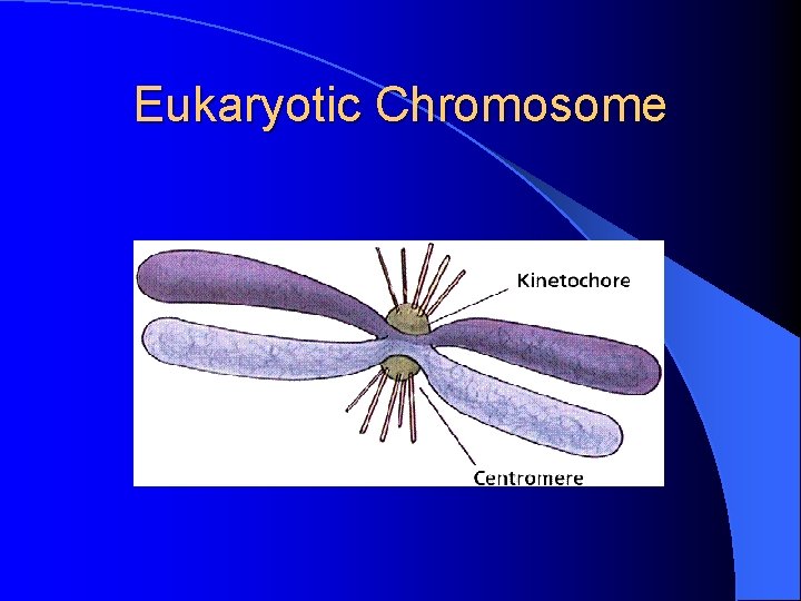 Eukaryotic Chromosome 