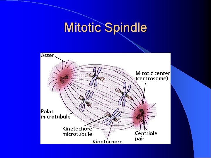 Mitotic Spindle 