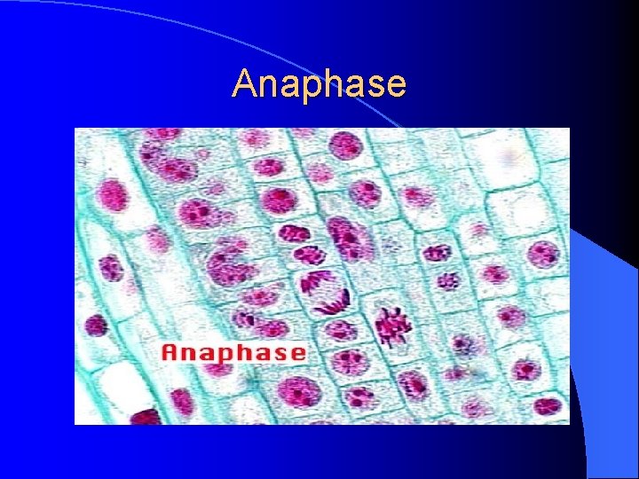 Anaphase 