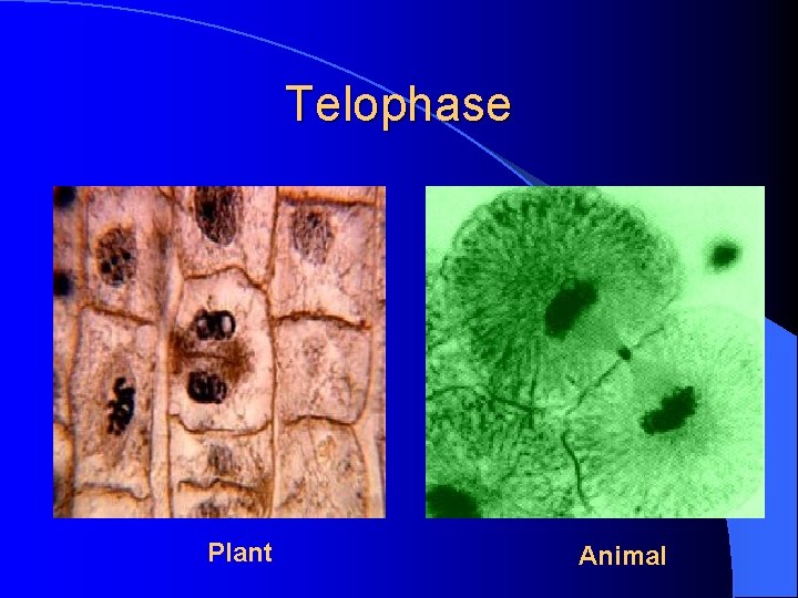 Telophase Plant Animal 