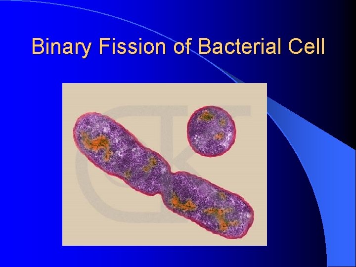 Binary Fission of Bacterial Cell 