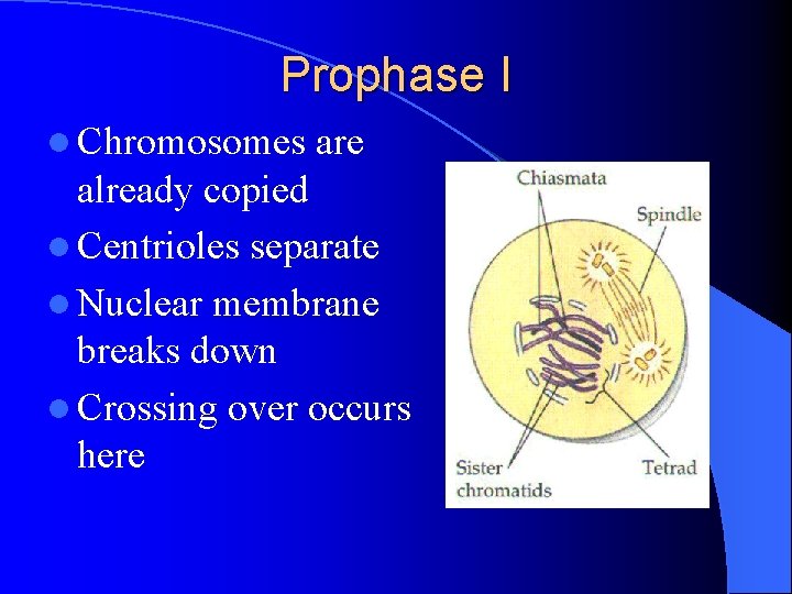 Prophase I l Chromosomes are already copied l Centrioles separate l Nuclear membrane breaks