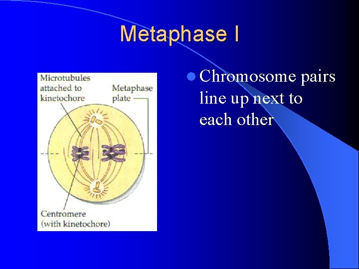 Metaphase I l Chromosome pairs line up next to each other 