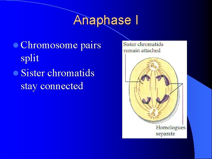 Anaphase I l Chromosome pairs split l Sister chromatids stay connected 