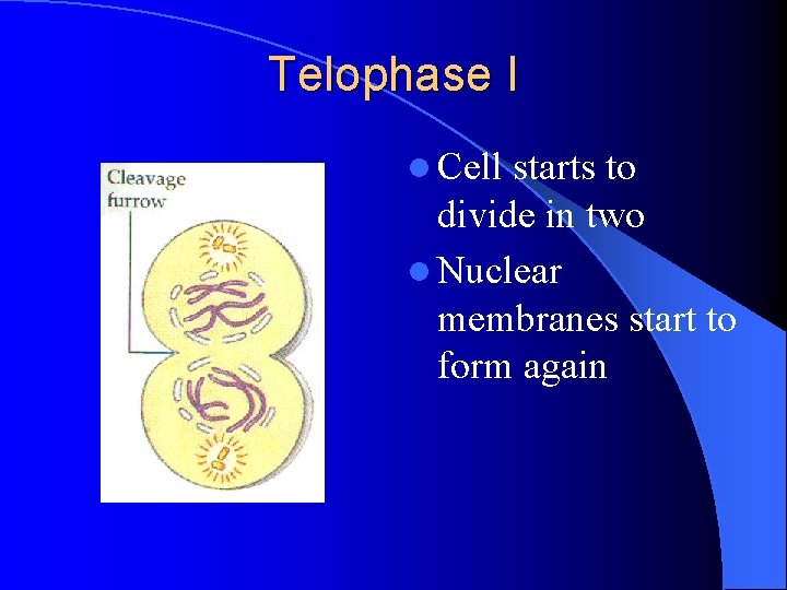 Telophase I l Cell starts to divide in two l Nuclear membranes start to