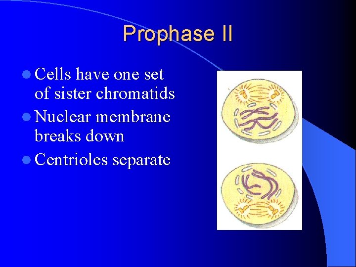 Prophase II l Cells have one set of sister chromatids l Nuclear membrane breaks