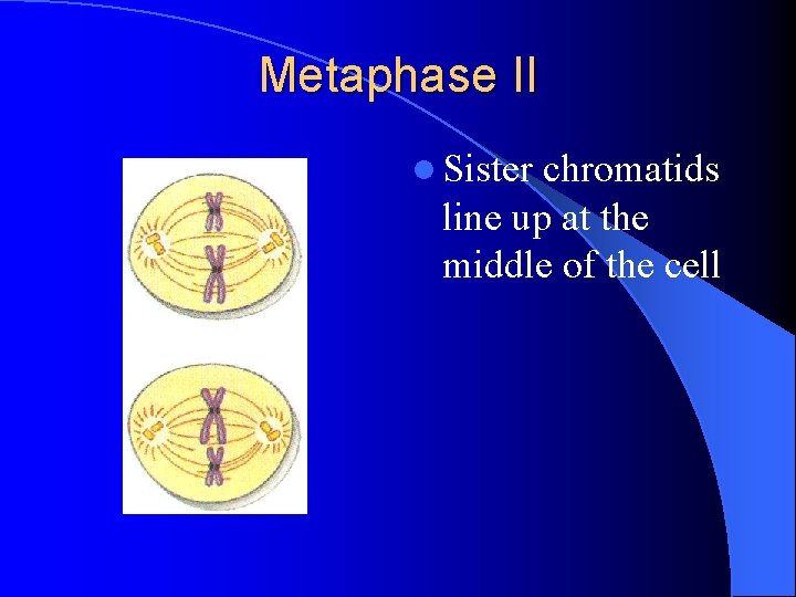 Metaphase II l Sister chromatids line up at the middle of the cell 