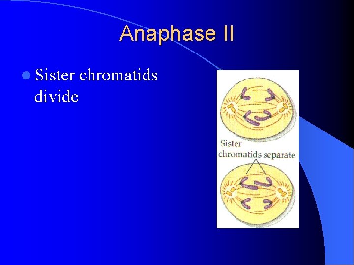 Anaphase II l Sister divide chromatids 