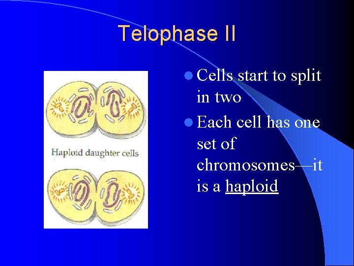 Telophase II l Cells start to split in two l Each cell has one