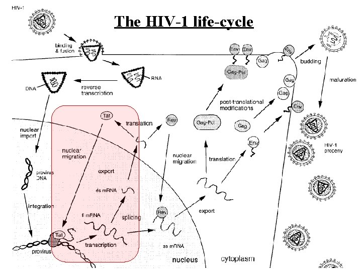 The HIV-1 life-cycle 