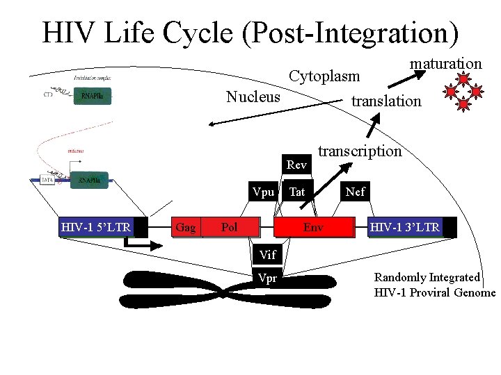 HIV Life Cycle (Post-Integration) maturation Cytoplasm Nucleus translation Rev Vpu HIV-1 5’LTR Gag Pol