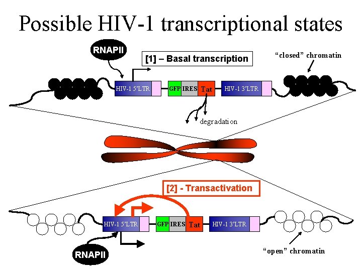 Possible HIV-1 transcriptional states RNAPII [1] – Basal transcription HIV-1 5’LTR Tat GFP IRES