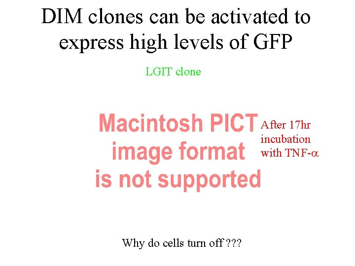 DIM clones can be activated to express high levels of GFP LGIT clone After