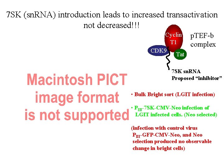 7 SK (sn. RNA) introduction leads to increased transactivation not decreased!!! Cyclin T 1