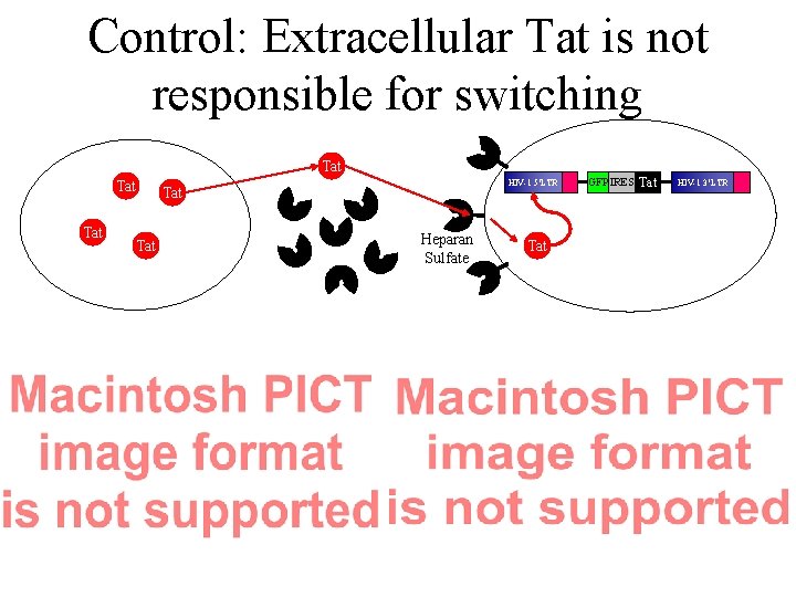Control: Extracellular Tat is not responsible for switching Tat Tat HIV-1 5’LTR Tat Heparan