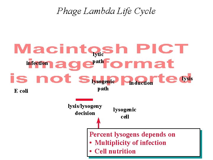 Phage Lambda Life Cycle infection E coli lytic path lysogenic path lysis/lysogeny decision induction