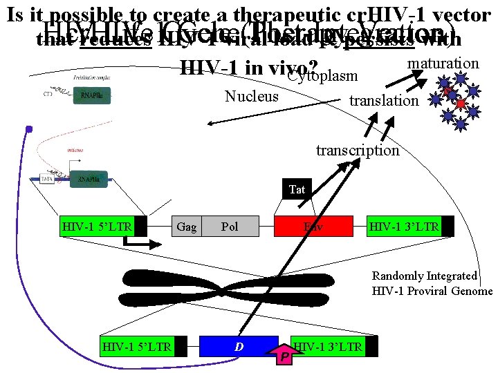 Is it possible to create a therapeutic cr. HIV-1 vector HIV Life HIV-1 Cycle