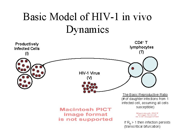 Basic Model of HIV-1 in vivo Dynamics CD 4+ T lymphocytes (T) Productively Infected