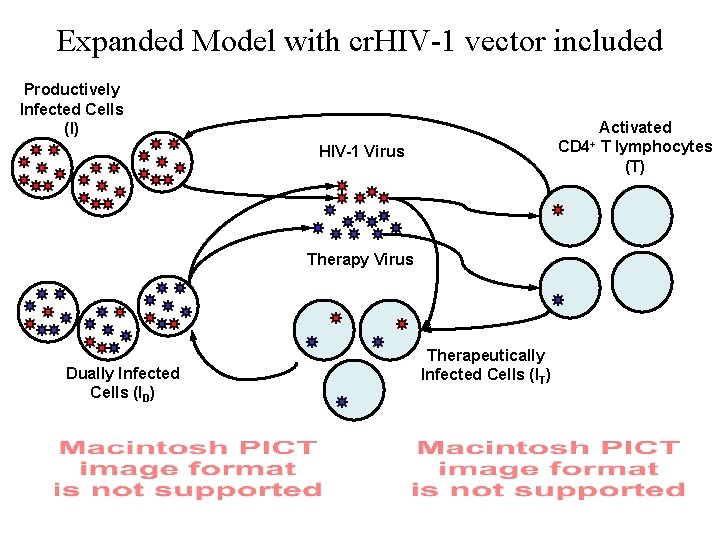 Expanded Model with cr. HIV-1 vector included Productively Infected Cells (I) CD 4+ HIV-1