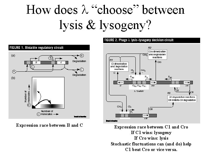 How does “choose” between lysis & lysogeny? Expression race between B and C Expression