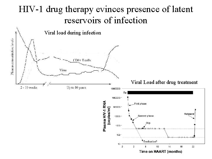 HIV-1 drug therapy evinces presence of latent reservoirs of infection Viral load during infection