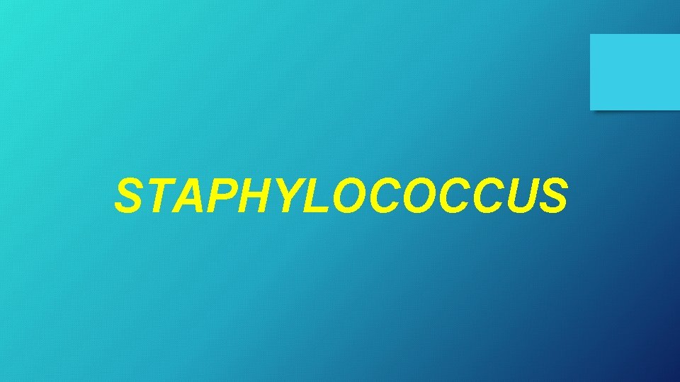 STAPHYLOCOCCUS 