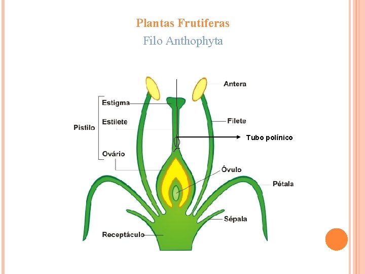 Plantas Frutiferas Filo Anthophyta Tubo polínico 