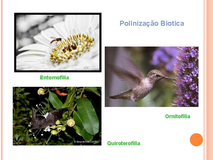 Polinização Biotica Entomofilia Ornitofilia Quiroterofilia 