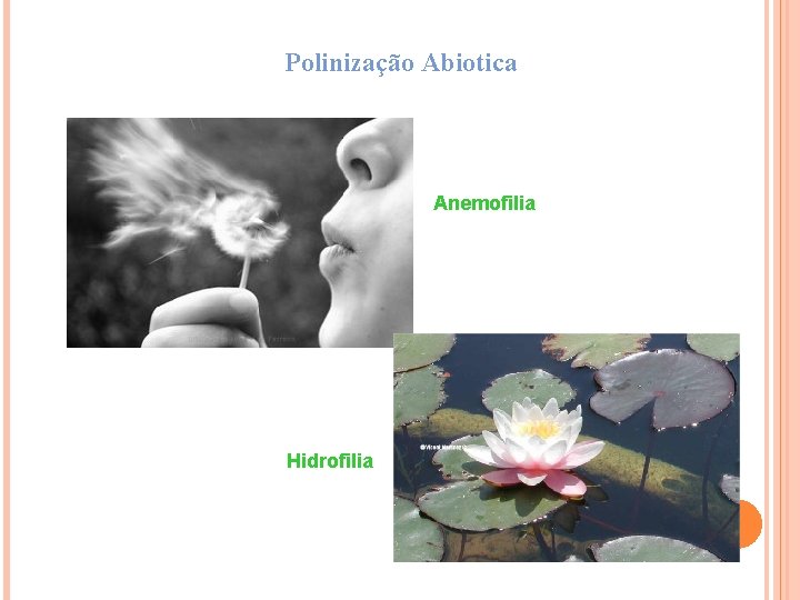 Polinização Abiotica Anemofilia Hidrofilia 