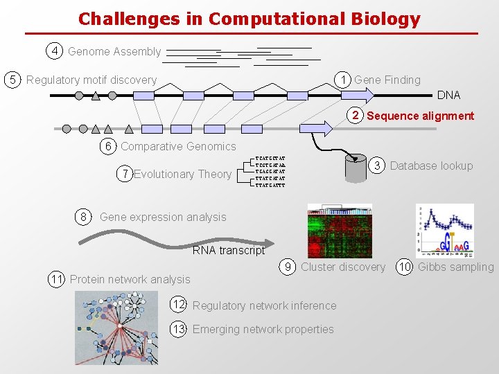 Challenges in Computational Biology 4 Genome Assembly 5 Regulatory motif discovery 1 Gene Finding