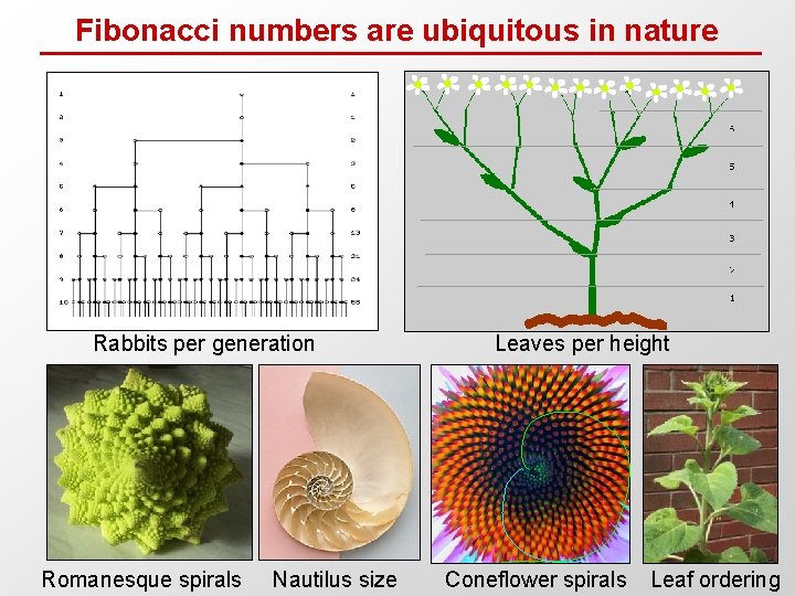 Fibonacci numbers are ubiquitous in nature Rabbits per generation Romanesque spirals Nautilus size Leaves