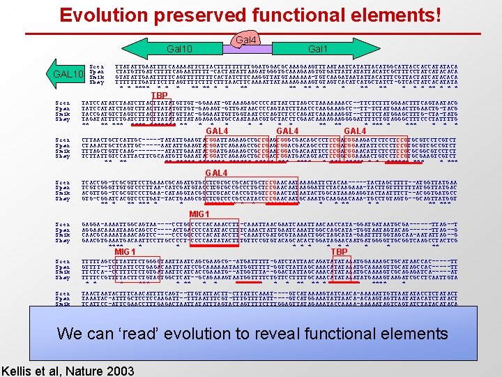 Evolution preserved functional elements! Gal 4 Gal 10 GAL 10 Scer Spar Smik Sbay