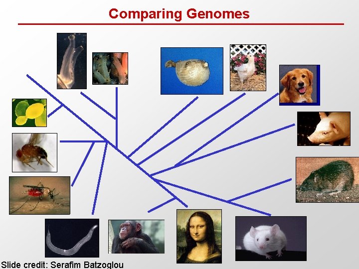 Comparing Genomes Slide credit: Serafim Batzoglou 