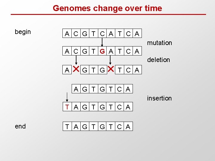 Genomes change over time begin A C G T C A mutation A C