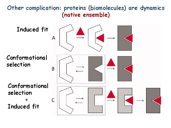 Other complication: proteins (biomolecules) are dynamics (native ensemble) Induced fit Conformational selection + Induced