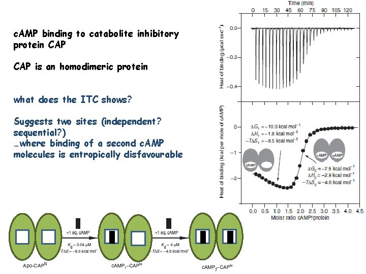c. AMP binding to catabolite inhibitory protein CAP is an homodimeric protein what does