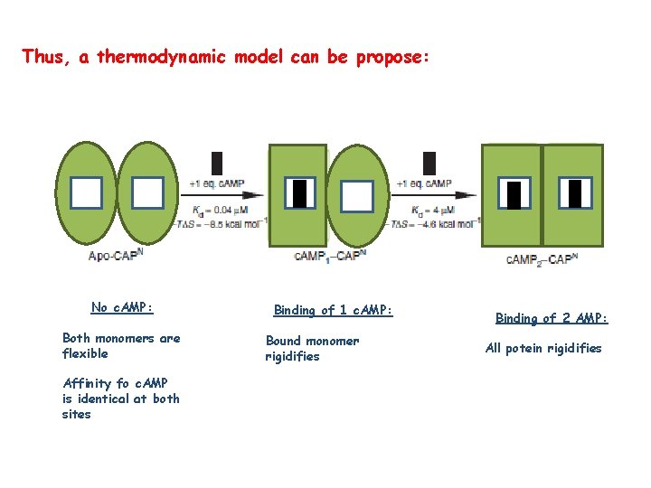 Thus, a thermodynamic model can be propose: No c. AMP: Both monomers are flexible