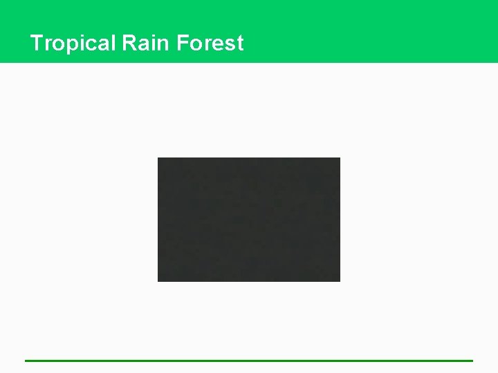 Tropical Rain Forest 