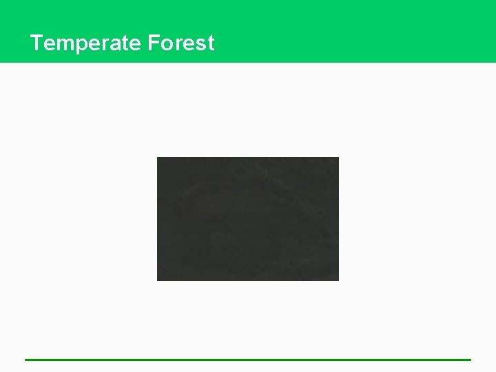 Temperate Forest 