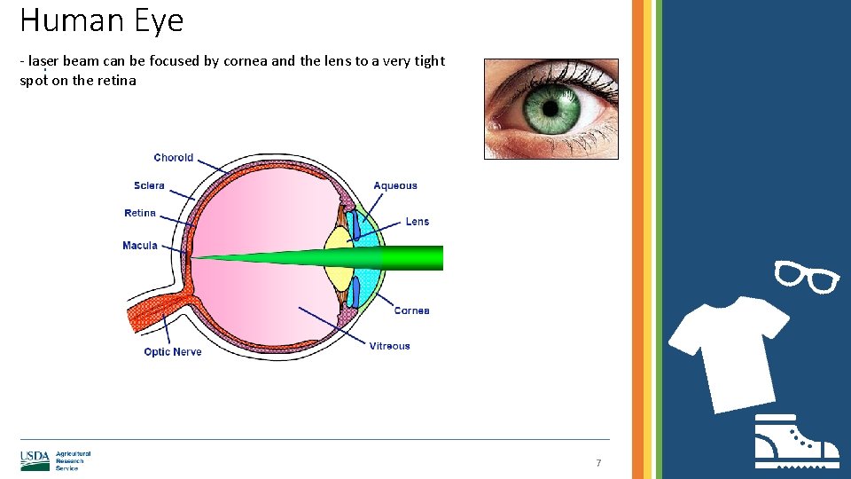 Human Eye - laser beam can be focused by cornea and the lens to