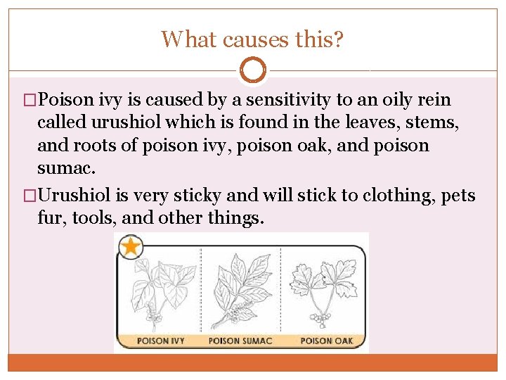 What causes this? �Poison ivy is caused by a sensitivity to an oily rein