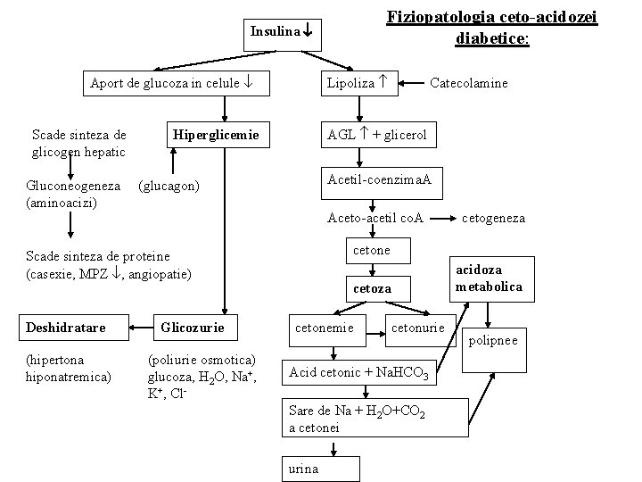 Fiziopatologia ceto-acidozei diabetice: Insulina Aport de glucoza in celule Scade sinteza de glicogen hepatic