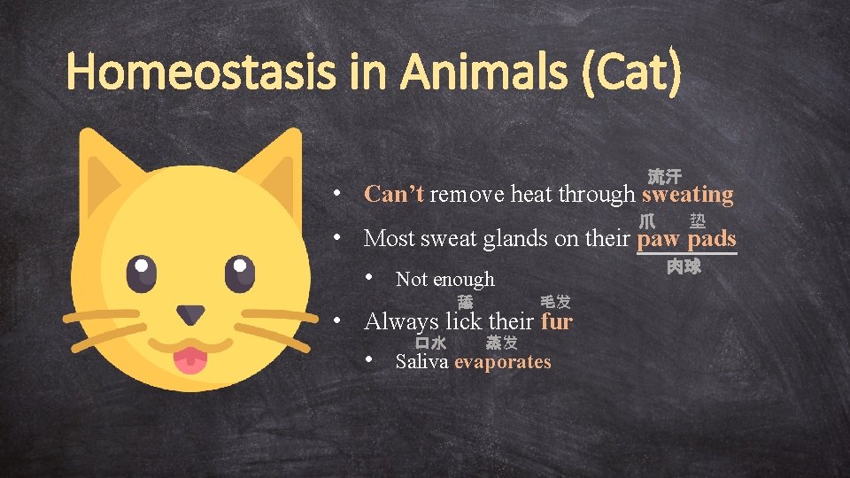 Homeostasis in Animals (Cat) 流汗 • Can’t remove heat through sweating 爪 垫 •