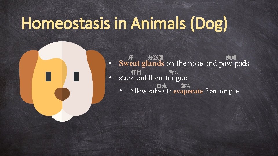 Homeostasis in Animals (Dog) 汗 分泌腺 肉球 • Sweat glands on the nose and