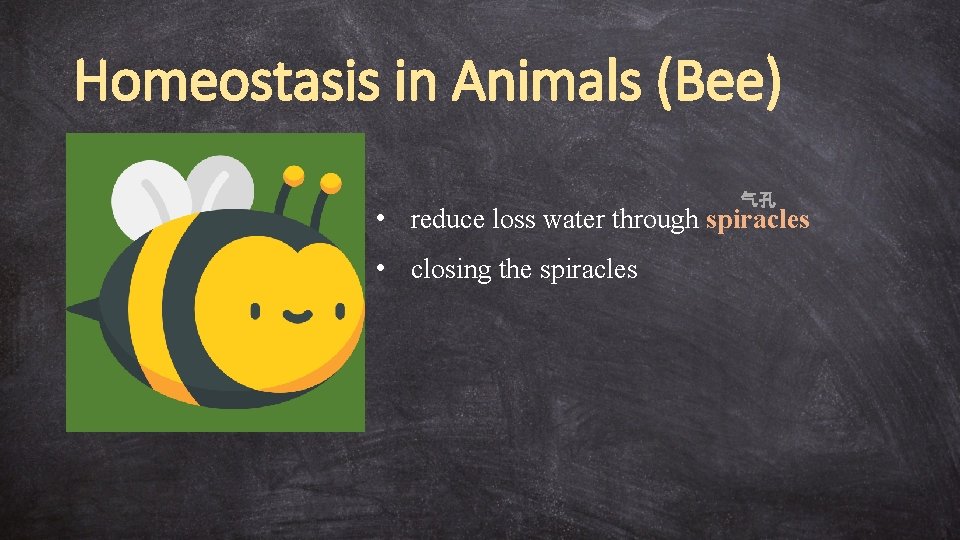 Homeostasis in Animals (Bee) 气孔 • reduce loss water through spiracles • closing the