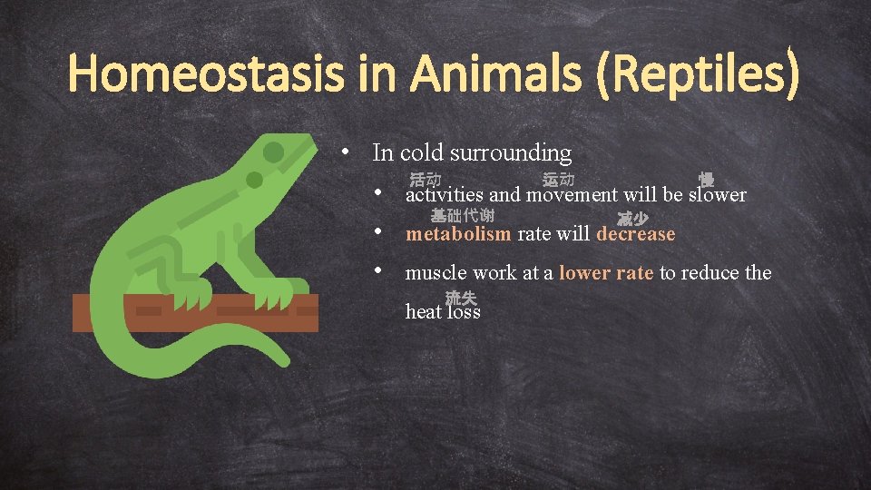 Homeostasis in Animals (Reptiles) • In cold surrounding 活动 运动 慢 • activities and