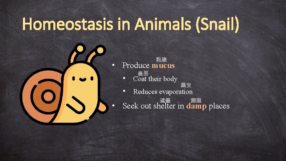 Homeostasis in Animals (Snail) 粘液 • Produce mucus 表层 • Coat their body 蒸发