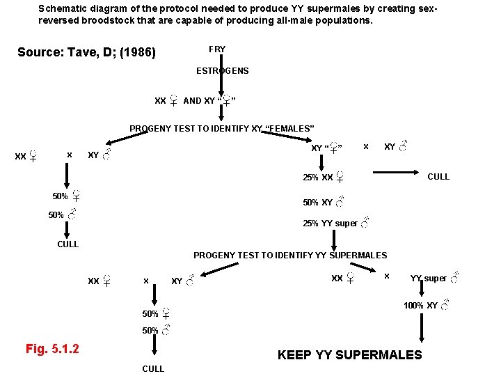 Schematic diagram of the protocol needed to produce YY supermales by creating sexreversed broodstock